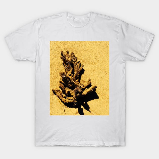 Sea Sponge T-Shirt by Andyt